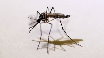 An Aedes aegypti mosquito in the lab at Pinellas County Mosquito Control in Heliport, Florida. (AAP)
