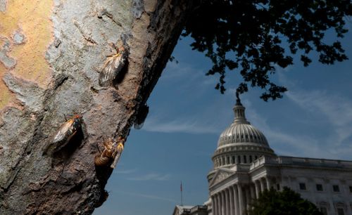 Brood X is almost here. Billions of cicadas are emerging in eastern US