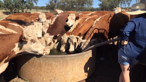 Drought Australia NSW assistance money fodder handouts Coonabarabran