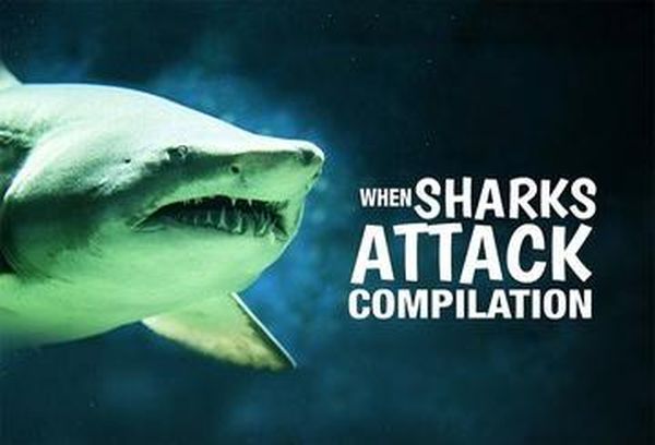 When Sharks Attack Compilation
