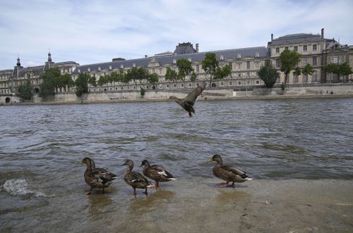 Ducks perch on a dock at the Seine river, with a. Wing of the Louvre museum in background, Friday, June 28, 2024 in Paris.  