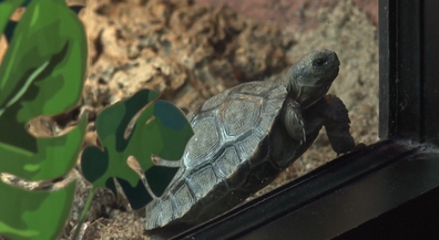 Western Santa Cruz Island Galapagos tortoise baby