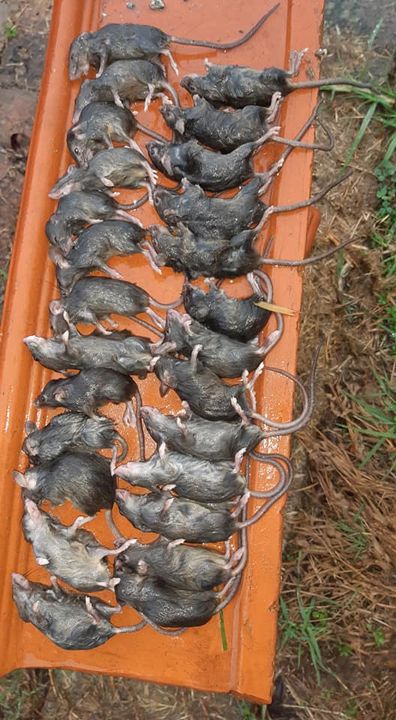 There have even been reports of hospital patients in regional New South Wales being bitten by mice as the horror rodent plague escalates.