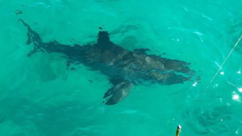 The shark may have been attracted by locals looking to catch garfish or squid.