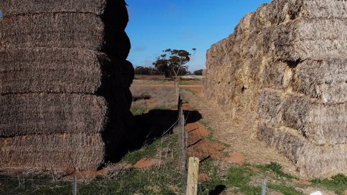 Low-grade hay is selling for high prices to farmers desperate to feed their stock.