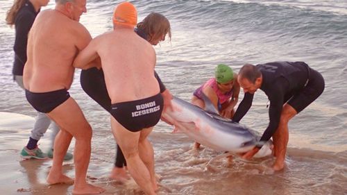 Along with five friends, Selby moved the shark to the sand to avoid any panic breaking out on Bondi Beach. Picture: Supplied.