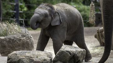 Taronga Zoo in Sydney has announced the death of elephant, Jai Dee.