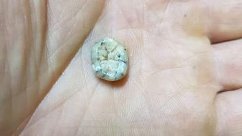 Ancient tooth found in cave could help solve human evolution's biggest mystery