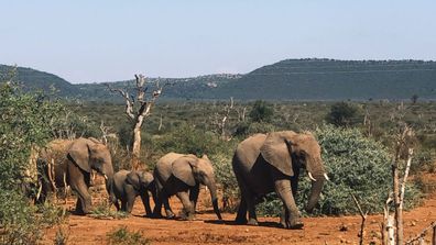 Madikwe Safari Lodge