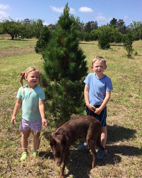 Lynette's children in her orchard, which sells Christmas trees every year, however younger trees are dying because of the drought.