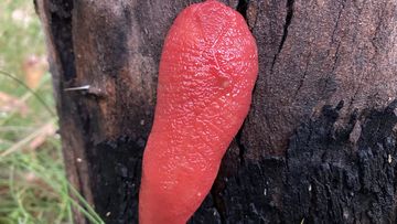 A giant neon pink slug is found at Mount Kaputar in northern NSW.