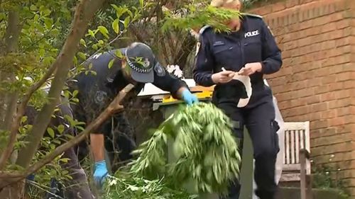 Cannabis raids sydney