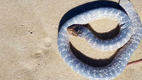 Found washed up on a Pottsville Beach over a week ago, the mother and her five newly birthed offspring were rushed across the border to SeaWorld Hospital on the Gold Coast. 