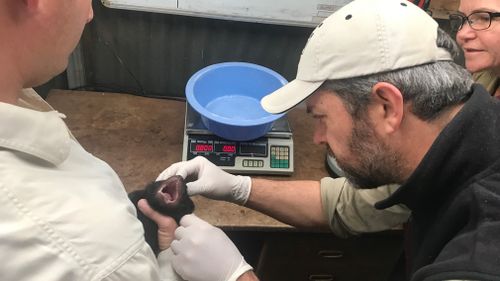 A Tasmanian devil joey receives a health check at Monarto Zoo. (9NEWS/Chelsea Carey)