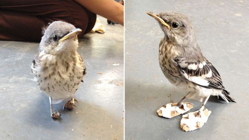 Bird given tiny 'snowshoes' to help heal its injured feet