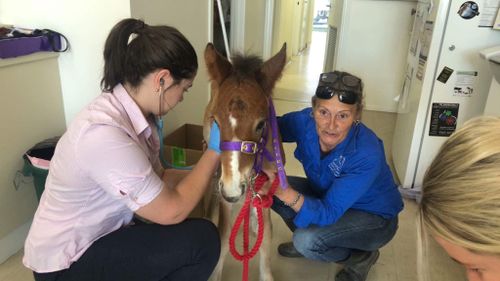 A rescued foal is being treated at the vet. 