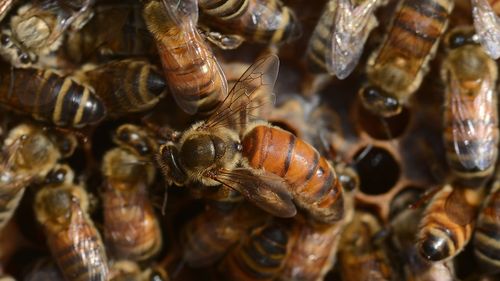 Up to 10,000 rare bees killed by 'brain dead morons'