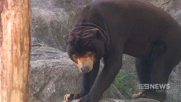VIDEO: Taronga Zoo helping sun bears find love