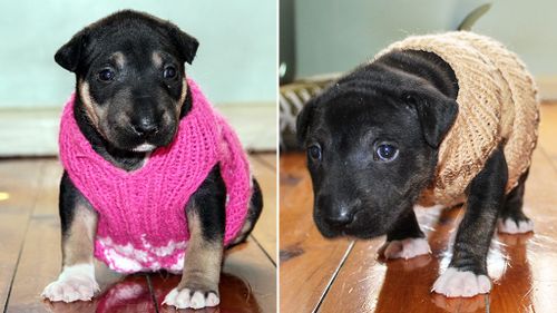 Aussie volunteers knit coats to help keep shelter dogs warm
