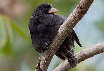 Darwin's finches are endemic to which islands?