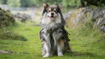 Portrait of a young Finnish Lapphund dog wearing a backpack and sitting in green grass
