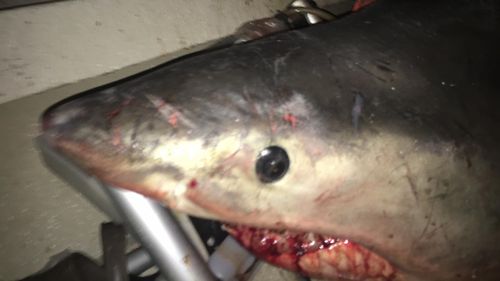 The shark died while on the boat and has been given to DPI where it will be used for research. (Marine Rescue Evans Head)