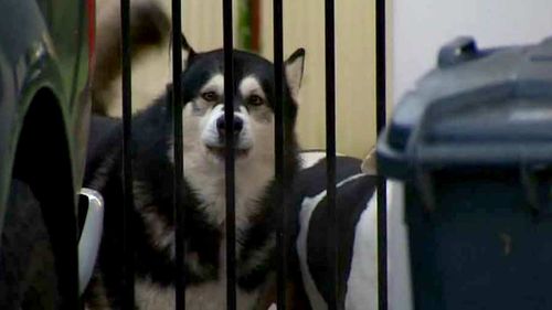 A dog believed to be the Alaskan Malamute responsible. (9NEWS)