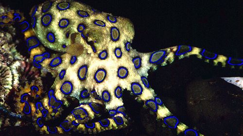 A deadly blue ringed octopus