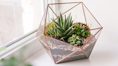 mini succulent garden in glass terrarium