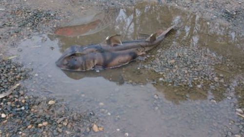 Shark dies after being found in roadside puddle in outskirts of Adelaide