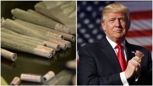 Protesters plan to hand out thousands of joints during Trump's inauguration