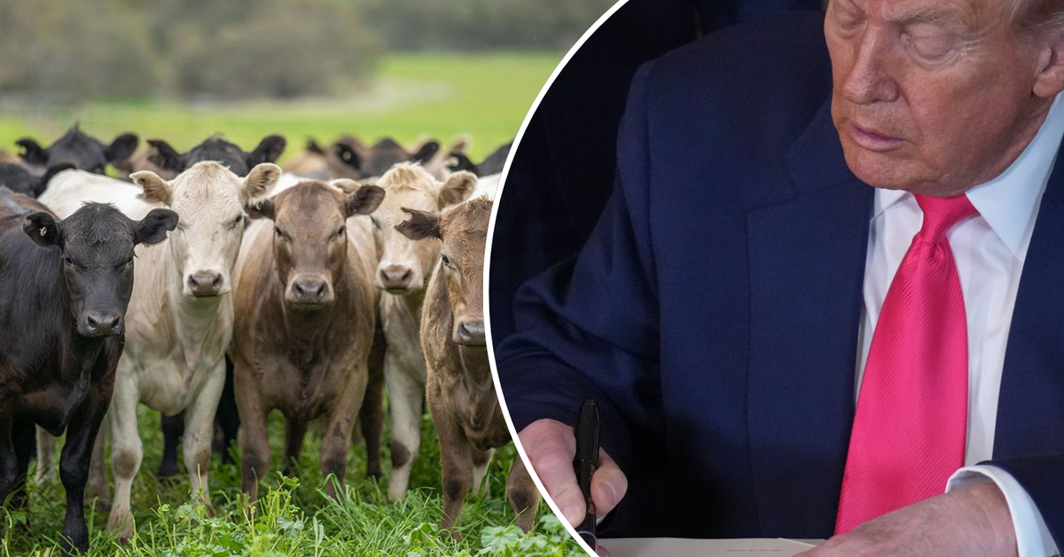 Australia's beef industry welcomes Trump's sudden backflip