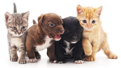 Kittens and puppies stock image