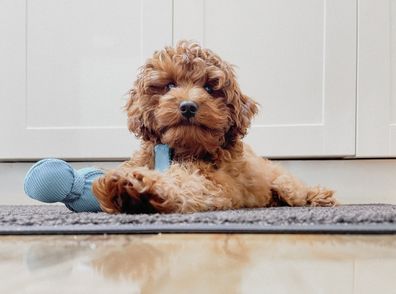 A cavoodle laying on the ground.