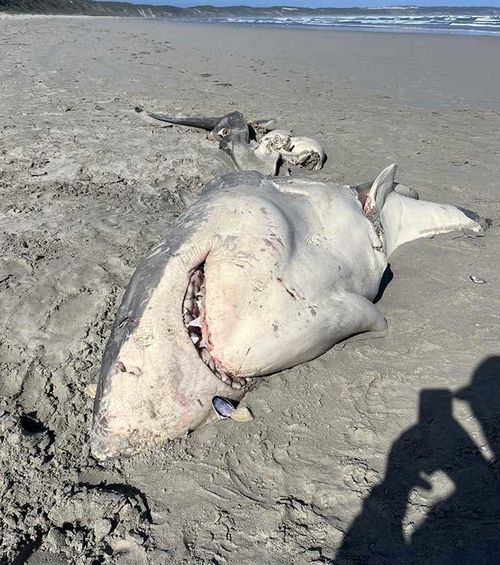 Un grand requin blanc a probablement été mis en pièces par des épaulards affamés.