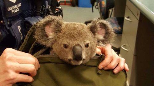Koala found in woman's backpack 'recovering well' under care of rescuers