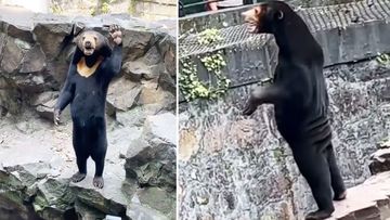 The sun bear named &#x27;Angela&#x27; has skeptics claiming it is a human wearing a costume, but an expert has disagreed.