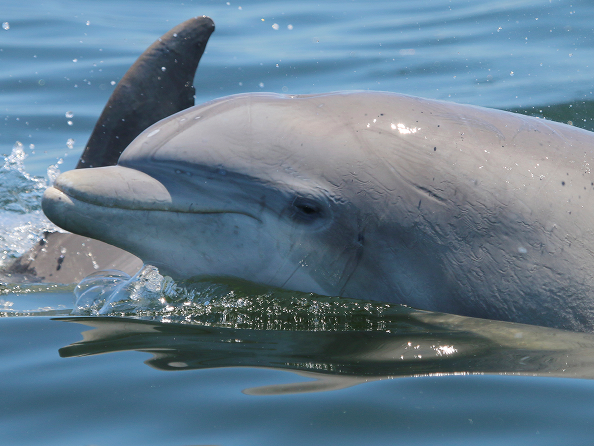 Angry dolphin suspected for string of attacks in Japan