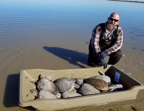 At least 18 turtles have had to be rescued in Christmas Bay in Texas. (National Oceanic and Atmospheric Administration)