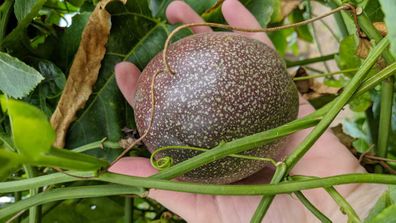 Passionfruit on the vine in winter