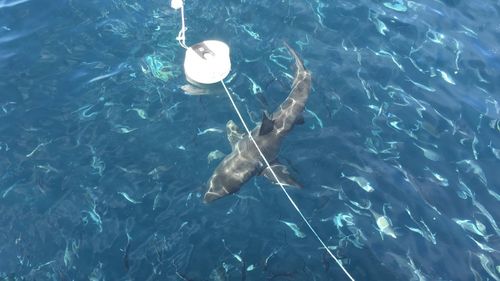 White shark behaviour was affected by both versions of the device but the sharks had to come within metres first. 