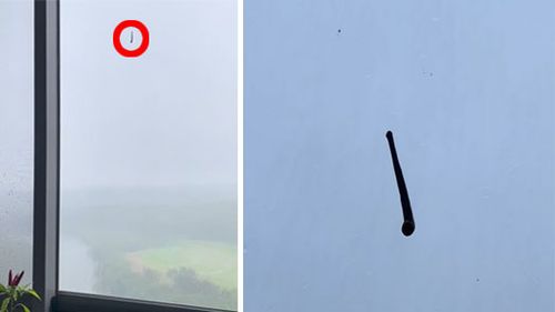 Lane Cove resident Jit Gill saw this leech climbing on the outside of his 20th floor apartment building window.
