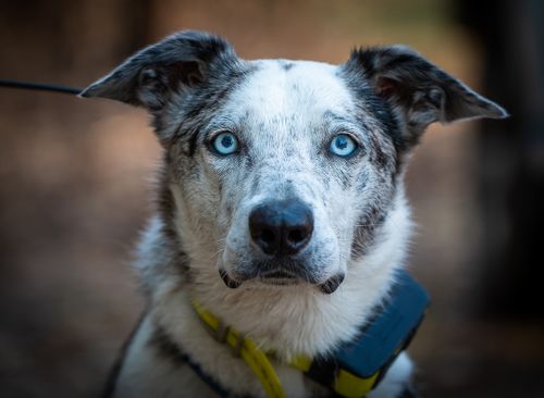 Bear was one of two dogs recognised in the ceremony.