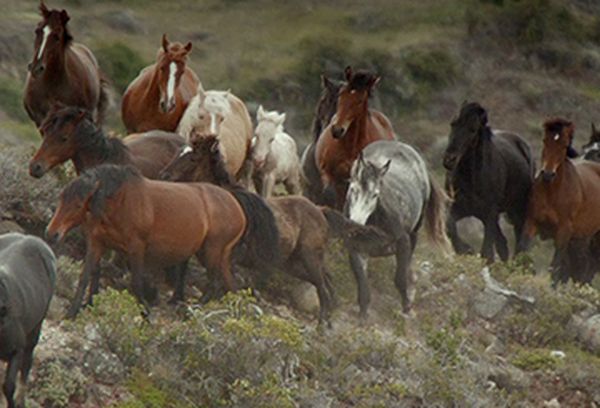 Wild Patagonia
