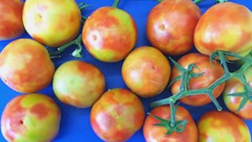 Tomato brown rugose fruit virus