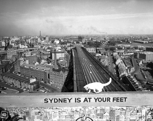 The Sydney city skyline as it looked in 1957.