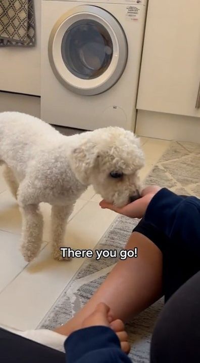 Kenny the talking dog is going viral for "speaking" to his owners