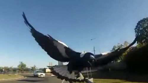 The 62-year-old cyclist says he "loves" magpies despite the attacks.
