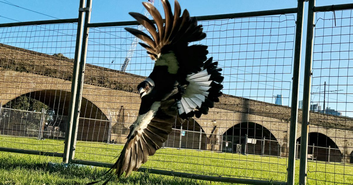 Research reveals surprise about magpie ‘bullies’