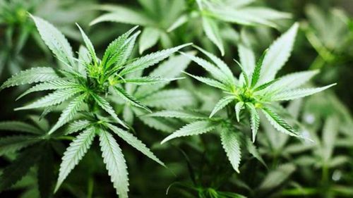 US Election: Californian voters approve legalisation of recreational marijuana 